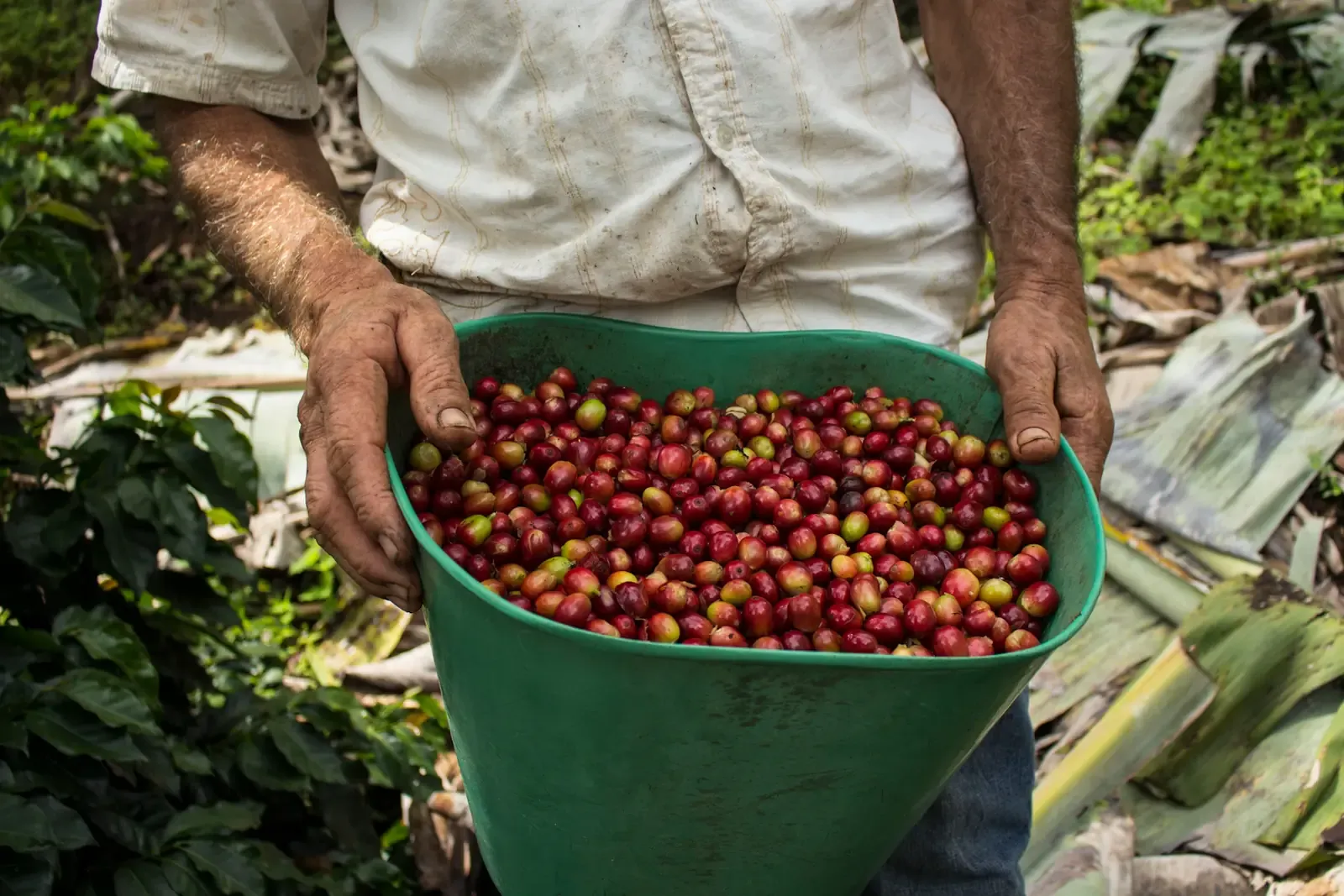 Manos de un productor sosteniendo un balde lleno de granos de café maduros