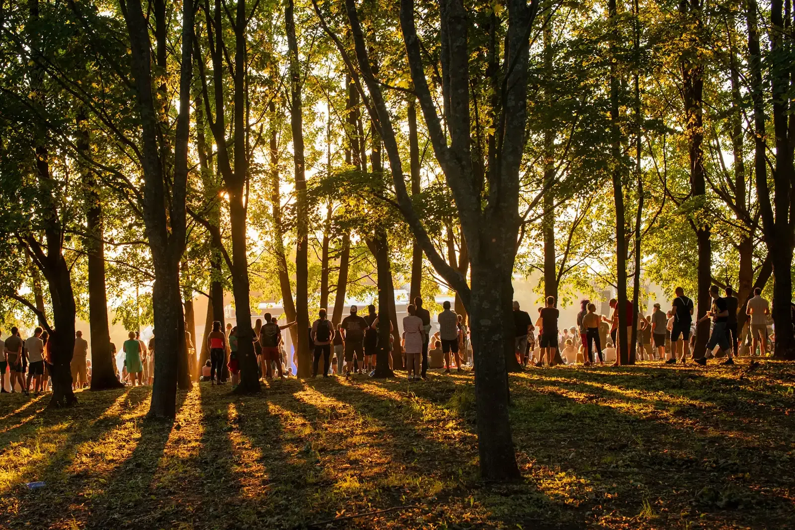 Grupo reunido en un claro del bosque, con el sol de la tarde colándose entre los árboles