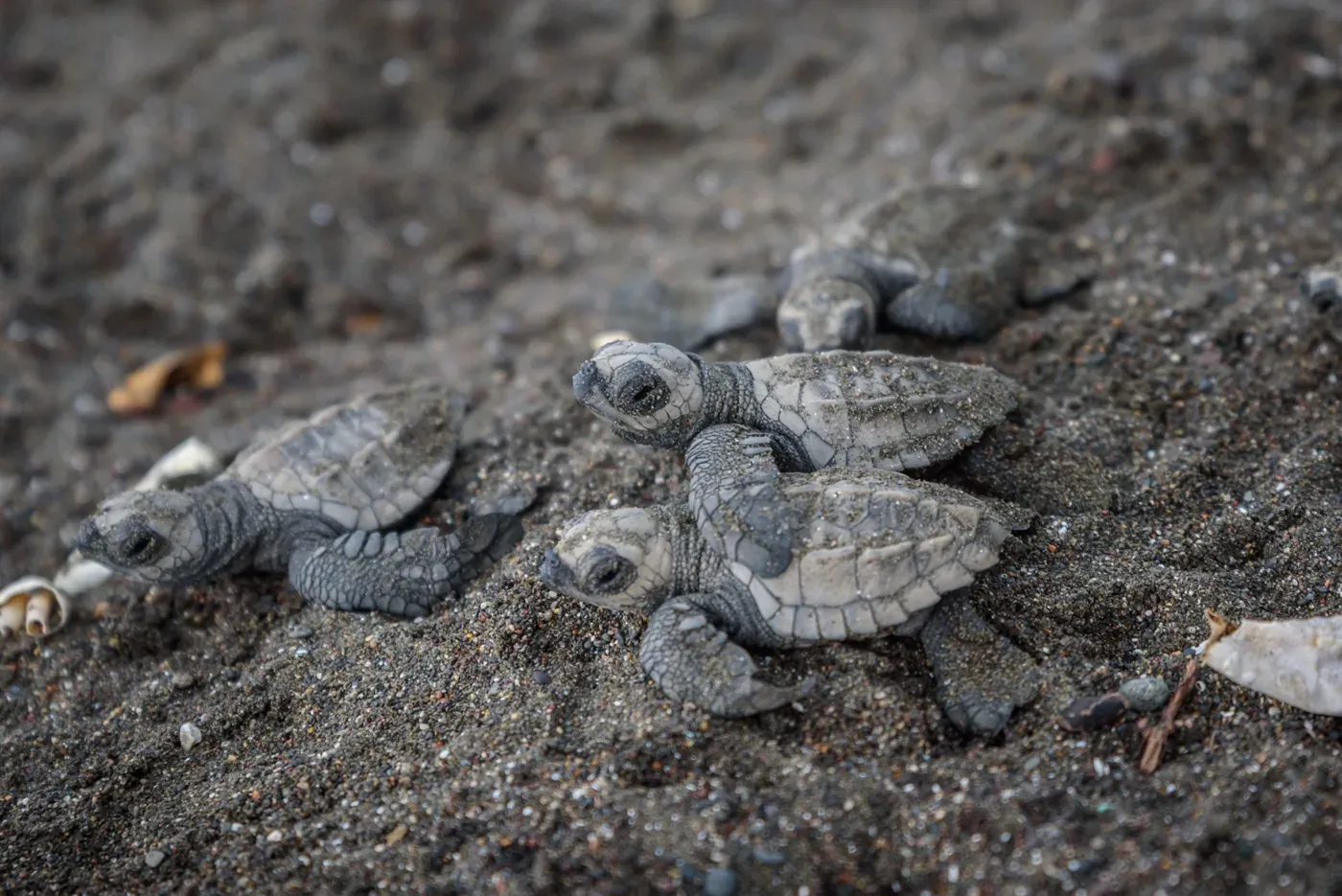 Tortugas recién nacidas avanzando sobre la arena oscura